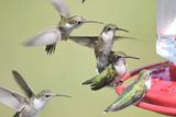 ruby-throated hummingbird BRD2275.JPG