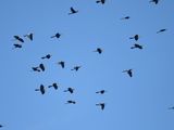 anhinga BRD2107.JPG