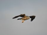 mississippi kite BRD2049.JPG