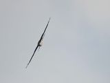 mississippi kite BRD2081.JPG