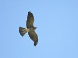 mississippi kite BRD2132.JPG