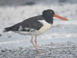 american oystercatcher BRD1822.JPG