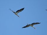 wood stork BRD2009.JPG