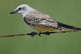 scissor-tailed flycatcher BRD2552.JPG