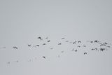 white ibis BRD2542.JPG