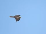 broad-winged hawk BRD2770.JPG