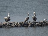 brown pelican BRD2829.JPG