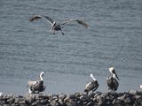 brown pelican BRD2830.JPG
