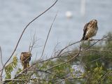 broad-winged hawk BRD2967.JPG