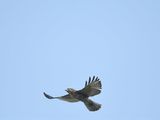 broad-winged hawk BRD3044.JPG
