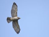 broad-winged hawk BRD3053.JPG
