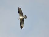 osprey BRD2985.JPG