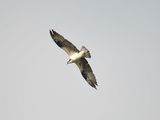 osprey BRD2986.JPG