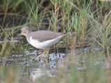 spotted sandpiper BRD2957.JPG