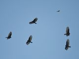 turkey vulture BRD3008.JPG