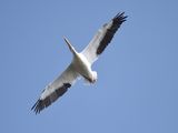 white pelican BRD3039.JPG