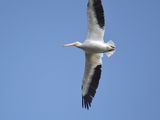 white pelican BRD3040.JPG