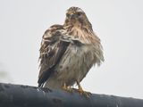 broad-winged hawk BRD3119.JPG