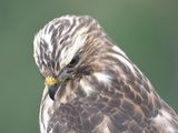 broad-winged hawk BRD3138.JPG