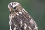 broad-winged hawk BRD3142.JPG