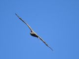 bald eagle BRD3256.JPG