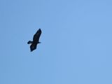 golden eagle BRD3239.JPG
