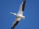 white pelican BRD3323.JPG