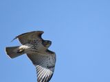 broad-winged hawk BRD3405.JPG