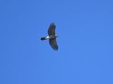 coopers hawk BRD3480.JPG