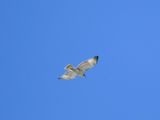 red-tailed hawk BRD3606.JPG