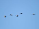 sandhill crane BRD3469.JPG