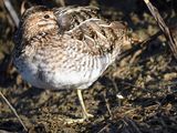 wilsons snipe BRD3651.JPG