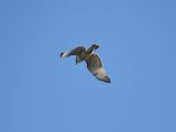 red-tailed hawk BRD3753.JPG
