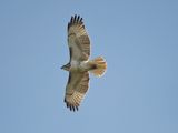 red-tailed hawk BRD3837.JPG