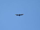 turkey vulture BRD3791.JPG