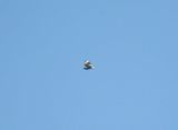 turkey vulture BRD3985.JPG