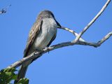 gray kingbird BRD4922.JPG