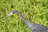 little blue heron BRD5024.JPG