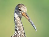 limpkin BRD4980.JPG