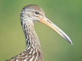 limpkin BRD4987.JPG