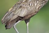 limpkin BRD4993.JPG