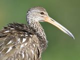 limpkin BRD4998.JPG