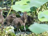 limpkin BRD5029.JPG