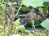 limpkin BRD5031.JPG