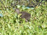 limpkin BRD5053.JPG