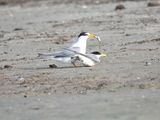 least tern BRD5063.JPG