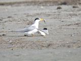 least tern BRD5067.JPG