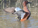 cinnamon teal BRD9857.JPG