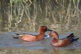 cinnamon teal BRD9861.JPG