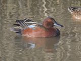 cinnamon teal BRD9866.JPG